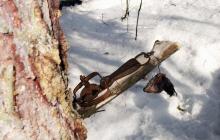 Berburu marten dengan jebakan di musim dingin