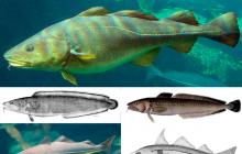 Ryby z rodziny dorszy - gatunek, opis Przydatne właściwości dorsza
