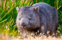Wombat - jakim zwierzęciem jest Wombat, gdzie żyje na jakim kontynencie