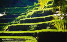 Рисовые плантации на бали