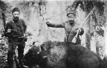 Bison move to the Caucasus Nature Reserve